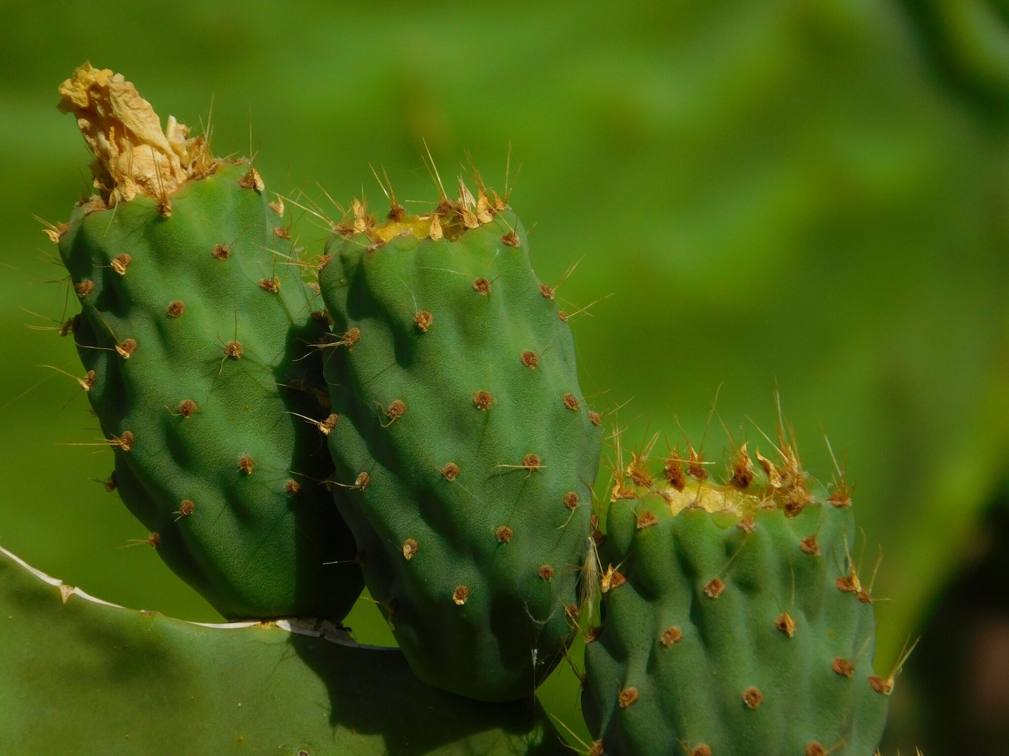 Gran Canaria Tobias Steinhaeuser pflanzlich WandelPur Retreat vegan cactus-1578734_1920